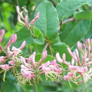 Pink Hairy (California) Honeysuckle, Lonicera hispidula