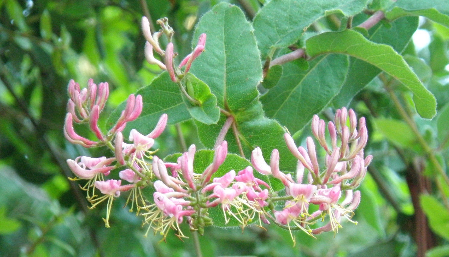 Pink Hairy california Honeysuckle, Lonicera Hispidula Etsy