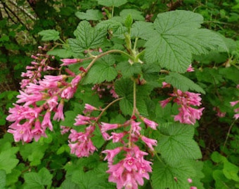 Red Flowering Currant, Ribes sanguineum