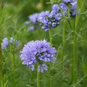 100 Globe gilia seeds