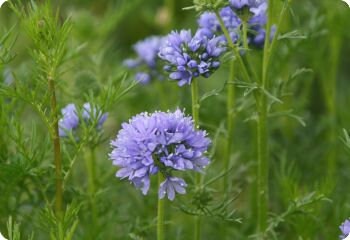 100+ Globe Gilia Seeds, Gilia Capitata, Western US Native