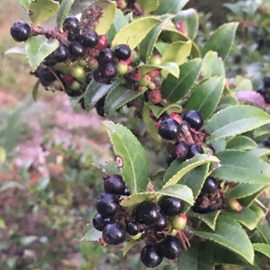 Evergreen Huckleberry, Vaccinium ovatum