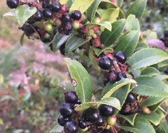 Evergreen Huckleberry, Vaccinium ovatum