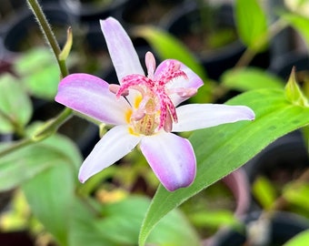 Toad lily (Hairy), Tricyrtis hirta, 3 rhizomes