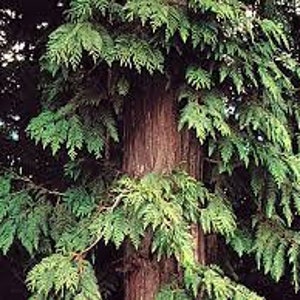 Western Red Cedar seedlings, Thuja plicata