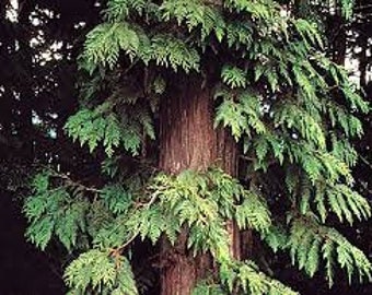 Western Red Cedar seedlings, Thuja plicata