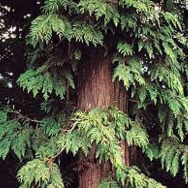 Western Red Cedar seedlings, Thuja plicata