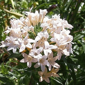 May include: A cluster of delicate white flowers with a yellow center, blooming on a green stem. The flowers are arranged in a circular shape, creating a beautiful and natural display.