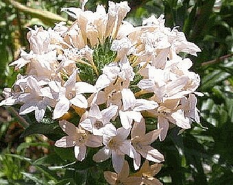 100 Large flowered Phlox seeds, Collomia grandiflora