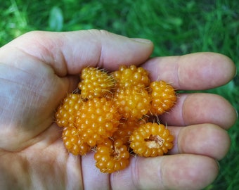 Salmonberry, Rubus spectabilis