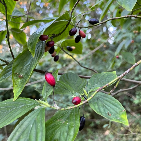 Black fruited (Miner's) Dogwood, Cornus sessilis