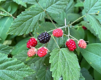 May include: Close-up of a blackberry bush with green leaves and ripe blackberries and red berries.