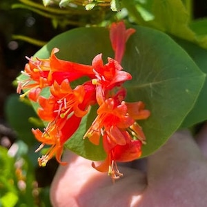 Oregon Honeysuckle or Orange Trumpet,  Lonicera ciliosa