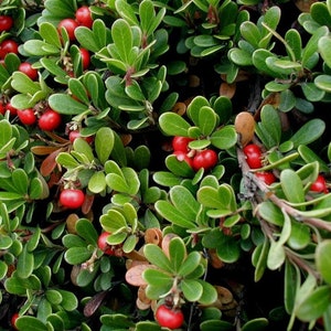 Kinnikinnick Bearberry, Arctostaphylos uva-ursi