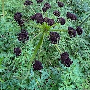 May include: A close-up of a dark purple flower cluster with multiple blooms. The flower is surrounded by green foliage.
