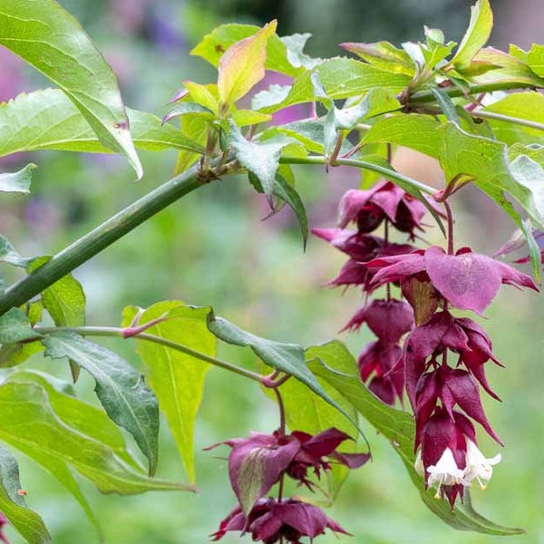 Himalayan honeysuckle,  Leycesteria formosa