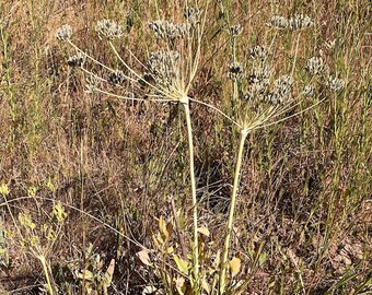 50 Barestem biscuitroot seeds, Lomatium nudicaule