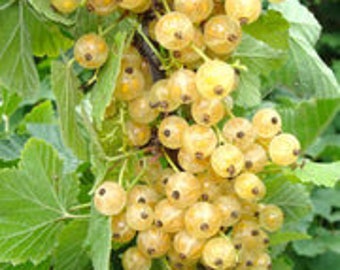 White currant, Edible Berry, Ribes rubus hybrid