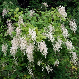 Ocean spray, Holodiscus discolor