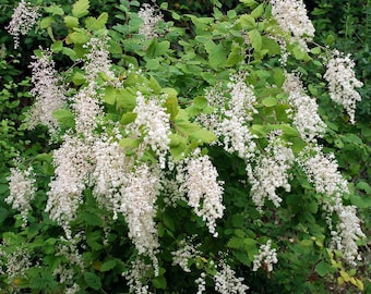 Ocean spray, Holodiscus discolor