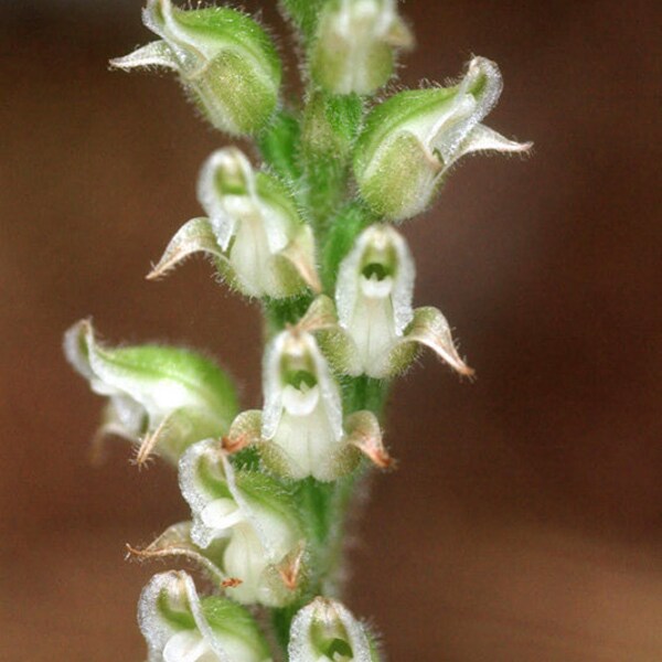 Rattlesnake orchid, Goodyera oblongifolia plant