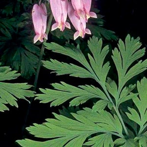 May include: Pink bleeding heart flowers with green fern-like leaves.