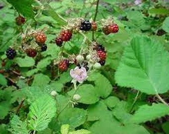 Black cap raspberry, Rubus leucodermis