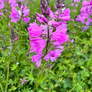 Rose Checkermallow, Sildacea virgata