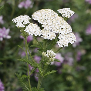 200 white yarrow seeds, Achillea millefolium image 2