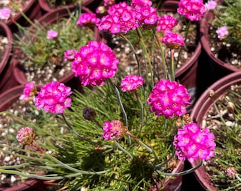 Sea Thrift (pinks), Armeria maritima