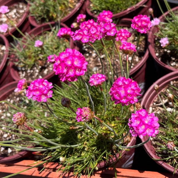 Sea Thrift (pinks), Armeria maritima