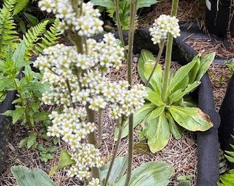 200+ Oregon Saxifrage seeds, Micranthes oregana