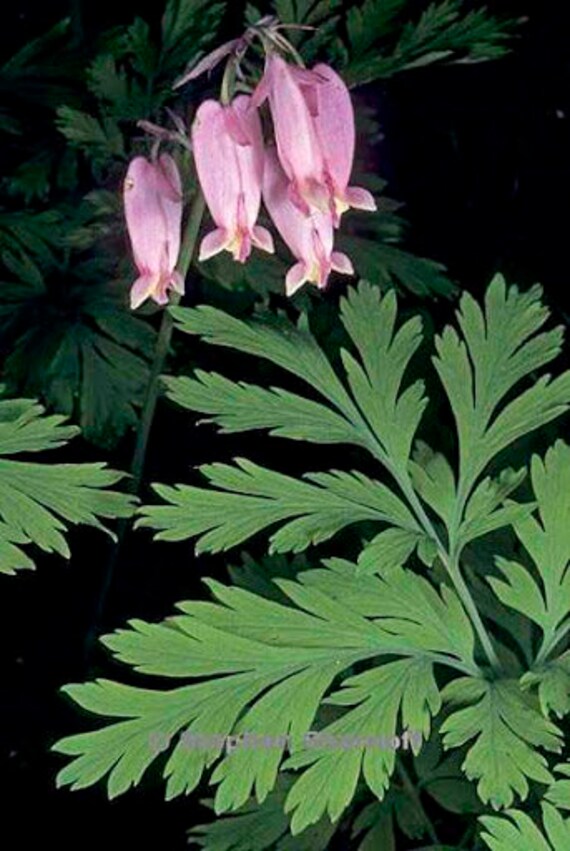 Native Bleeding Heart Seeds Dicentra Formosa 100 Seeds Etsy