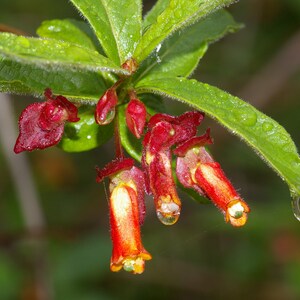 Twinberry California Bearberry Honeysuckle bush, Lonicera involucrata image 3