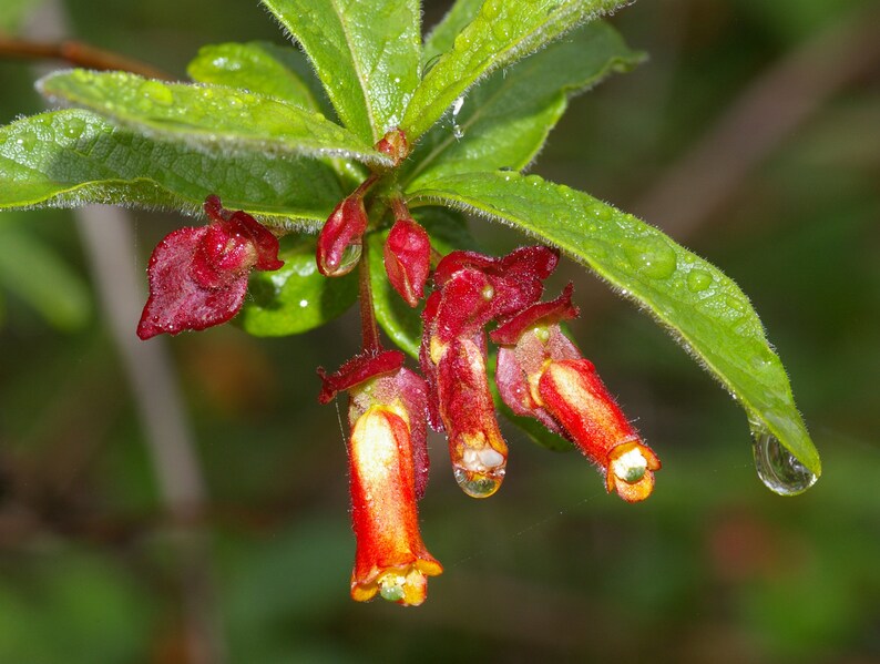 Twinberry California Bearberry Honeysuckle bush, Lonicera involucrata image 3