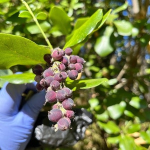 Coast Silk Tassel, Garrya elliptica image 4