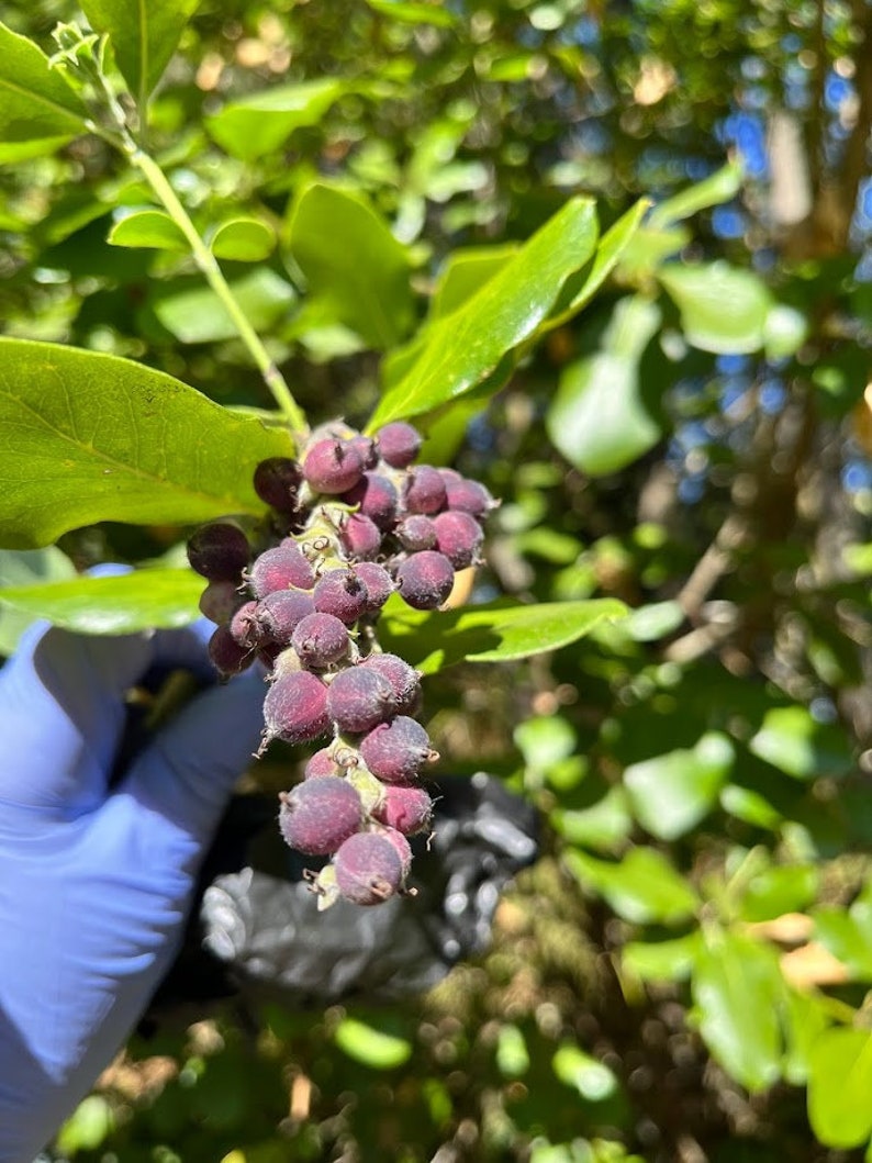 Coast Silk Tassel, Garrya elliptica image 4