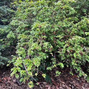 Evergreen Huckleberry, Vaccinium ovatum image 3