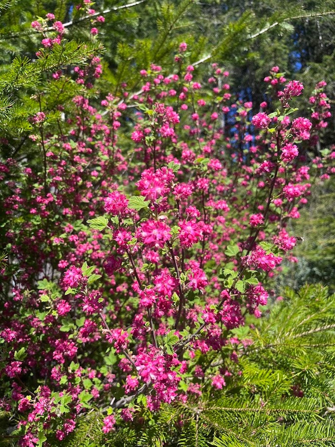 Red Flowering Currant, Ribes Sanguineum, Pacific Northwest