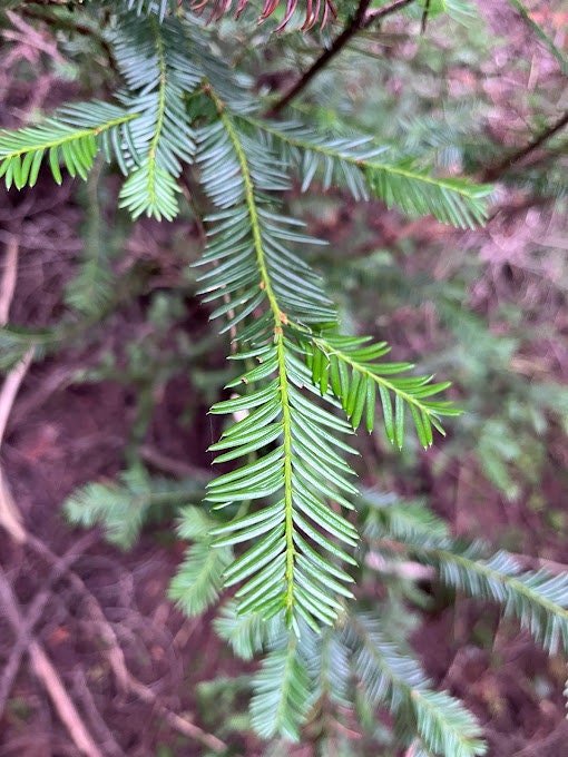 Northern White Cedar Are Cedar Trees Poisonous To Dogs Are Yew - Main Image