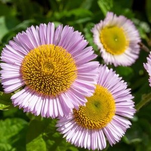 Beach Daisy, Erigeron glaucus