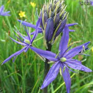 Great Camas Lily, Camassia leichtlinii