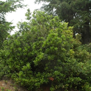 Pacific wax myrtle, Myrica californica