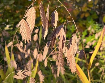 100 seeds, Northern Sea Oats, Chasmanthium latifolium