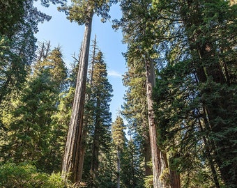 Coast Giant Redwood seedlings, Sequoia sempervirens