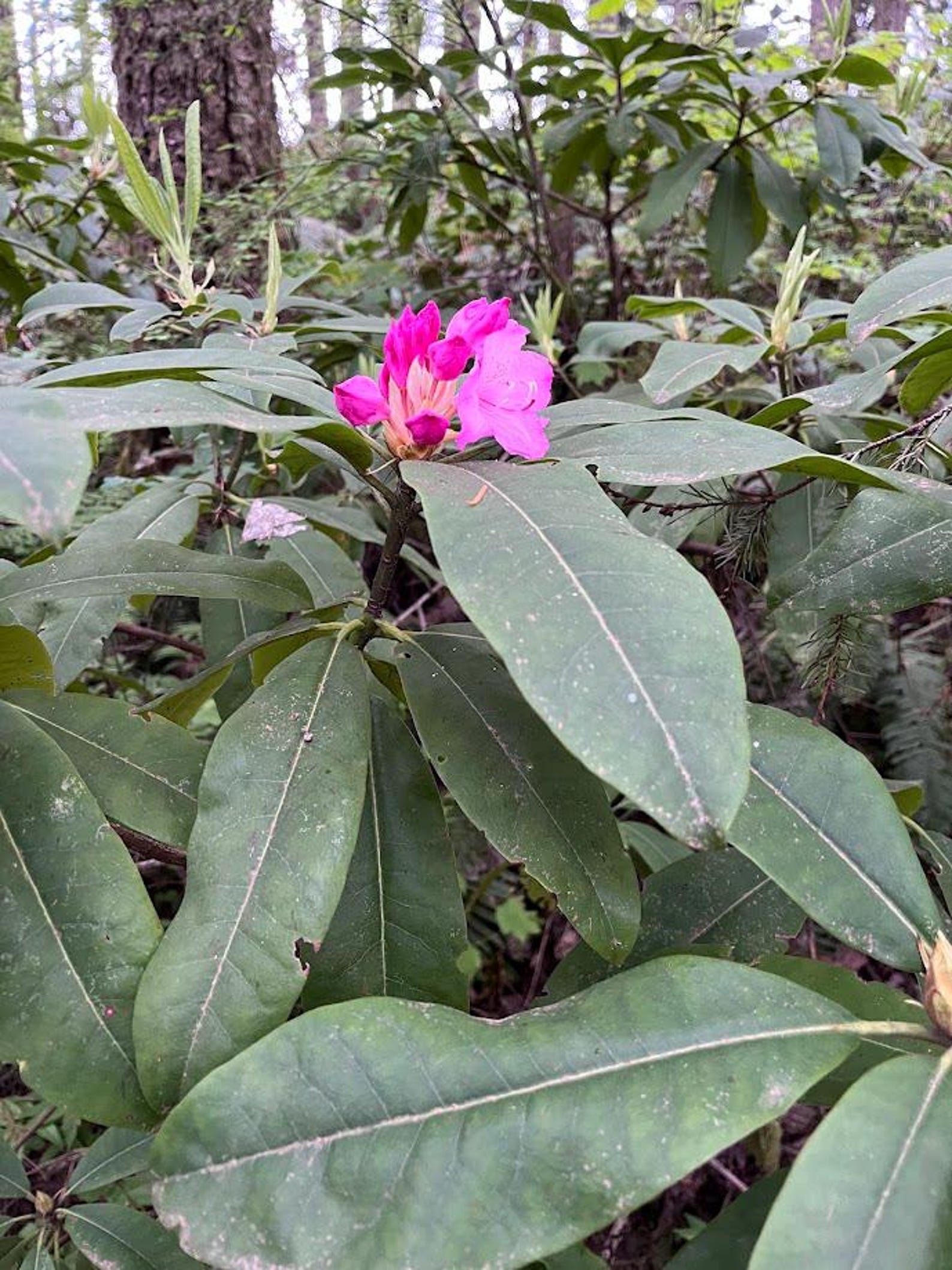 50+ Pacific Rhododendron Seeds, Rhododendron Macrophyllum, Pacific ...
