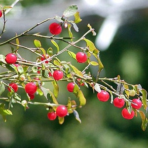 Red Huckleberry, Vaccinium parviflorum