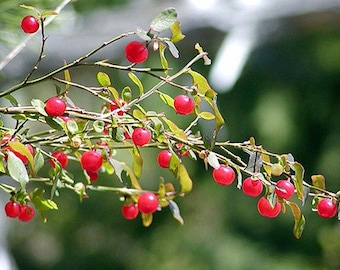 Red Huckleberry, Vaccinium parviflorum