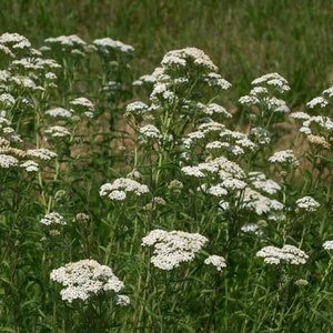 200 white yarrow seeds, Achillea millefolium image 1