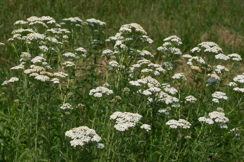 200 white yarrow seeds, Achillea millefolium image 1